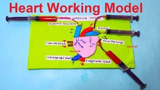 How To Make Heart Working Model Science Projects Simple And Easy