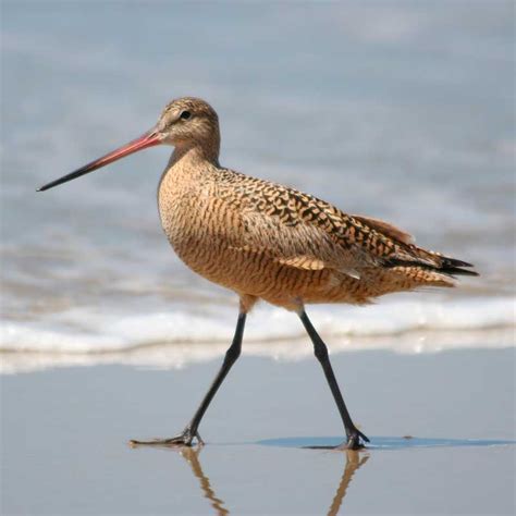 Marbled Godwit | Level 5 Study Guide | Marin Audubon Society Junior ...