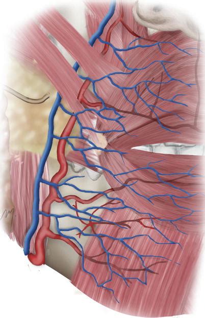 Do You Have Veins In Your Lips Lipstutorial Org