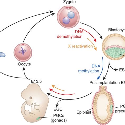 (PDF) Epigenetic programming and reprogramming during development 