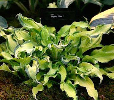 Хоста 'Риппл Эффект' / Hosta hybride 'Ripple Effect' - Ландшафтная ...
