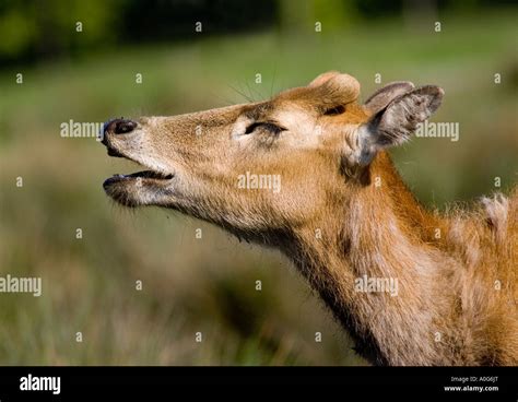 Pere David Deer Stock Photo Alamy