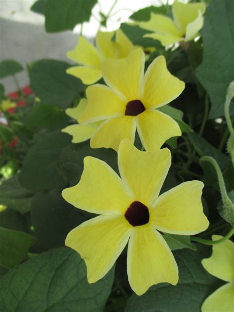 Thunbergia Alata Arizona Lemon Sunrise Rotary Botanical