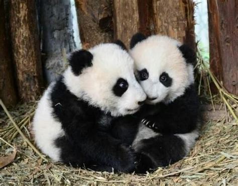 Two Baby Panda Bears Cuddle Together In Their Enclosure