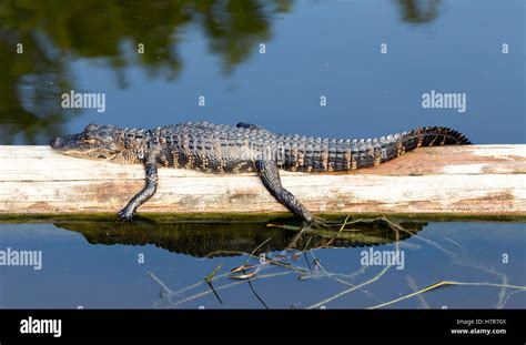 Baby Alligator Hi Res Stock Photography And Images Alamy