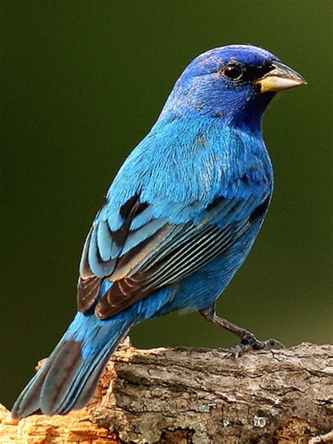 Indigo Bunting Photo By Tanager55 On Flickr Pet Birds Backyard