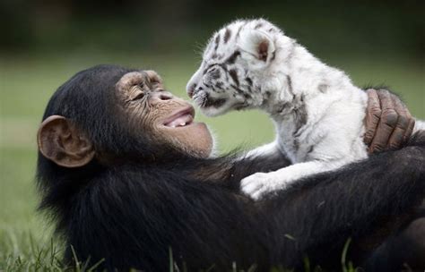 20 Unexpected Animal Friendships That Are Absolutely Adorable / Bright Side