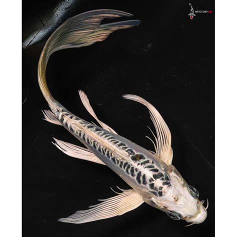 6” Imported Doitsu Blue Gin Matsuba Butterfly Koi Koi Fish For Sale