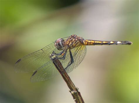 Spot-tailed Dasher | Arizona Dragonflies