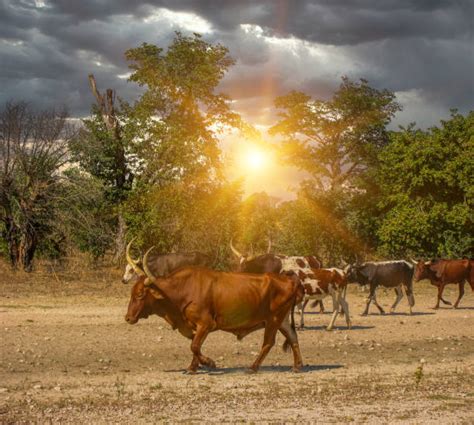 100 Herd Of Nguni Cattle Stock Photos Pictures And Royalty Free Images