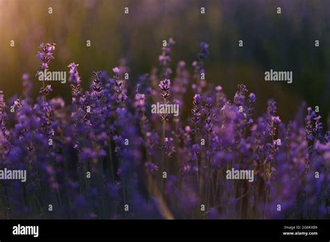 Close Up Photo Of Many Lavender Flowers With Sunset Light Selective