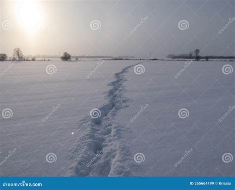 Paisagem De Campos Cobertos Neve Branca E Pegadas De Uma Pessoa Em