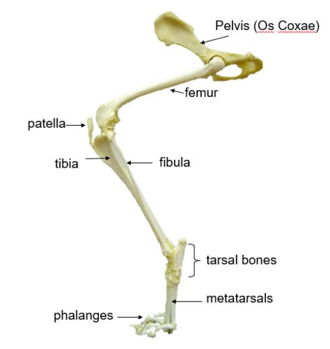 Bones Of Pelvic Limb Flashcards Quizlet