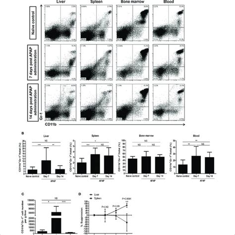 Cd B Gr Myeloid Derived Suppressor Cells Mdscs Increase In