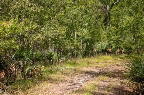 Hunting Land for Sale Just Outside of Baton Rouge - Hunting Land for Sale - HuntingLocator.com ...