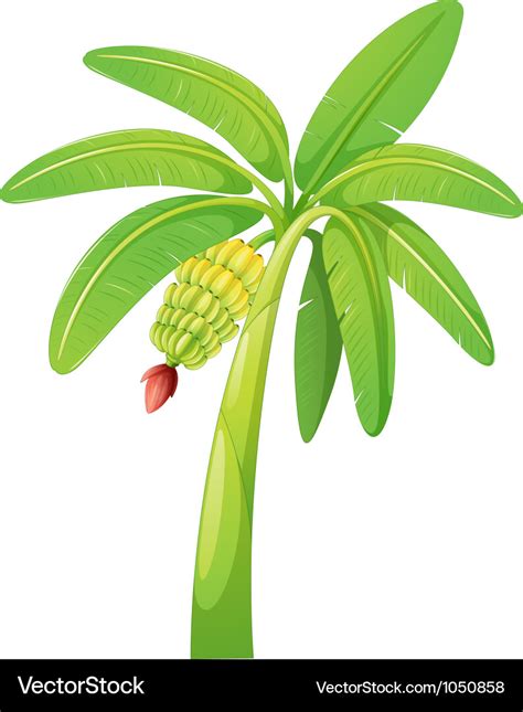 Banana tree Royalty Free Vector Image - VectorStock