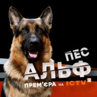 Пес 6 сезон 2021 - смотреть онлайн все серии | Серіали ICTV