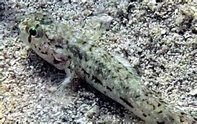 Goby- Identification- Caribbean Fish Identification USVI