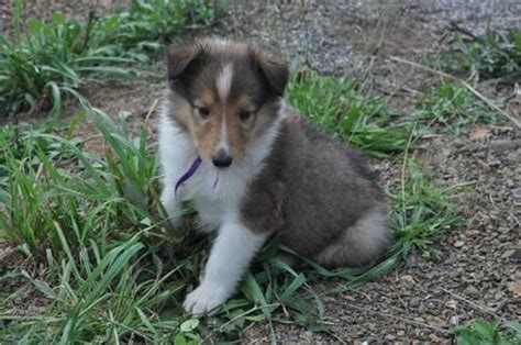 AKC Reg. Sable & White Rough Coated Collie Puppies Males Females for ...