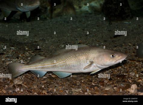 Atlantic Cod, gadus morhua Stock Photo - Alamy