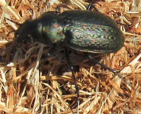 Big Black Beetle In Coyote Hills Regional Park Midday 2021 May 21