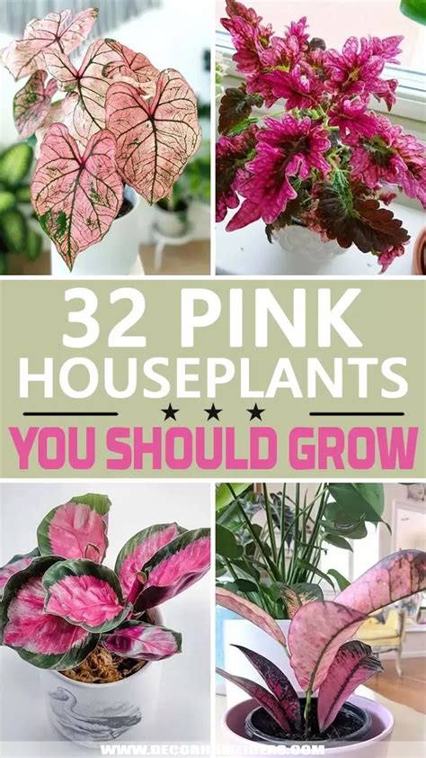 32 Beautiful Pink Houseplants You Would Love To Grow In Your Home Plants With Pink Flowers