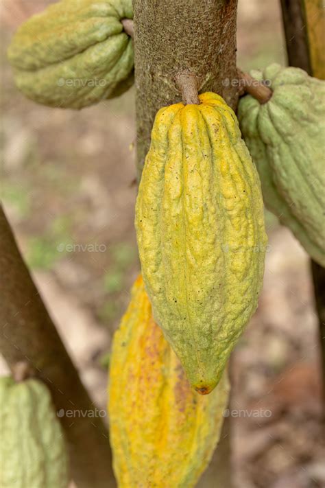 Cacao Tree Theobroma Cacao Organic Cocoa Fruit Pods In Nature Stock