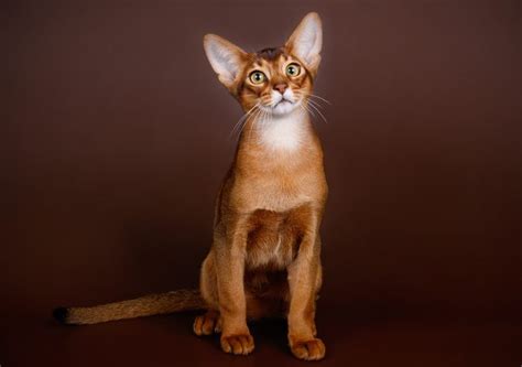 Cat Breeds That Get Along with Dogs | Reader's Digest