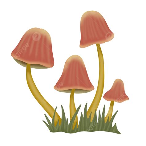 Red Mushroom Illustration Mushrooms Red Vegetables Png Transparent