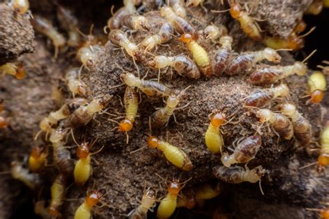 Why Should You Prioritize Termite Control Renovations — Mother Nature