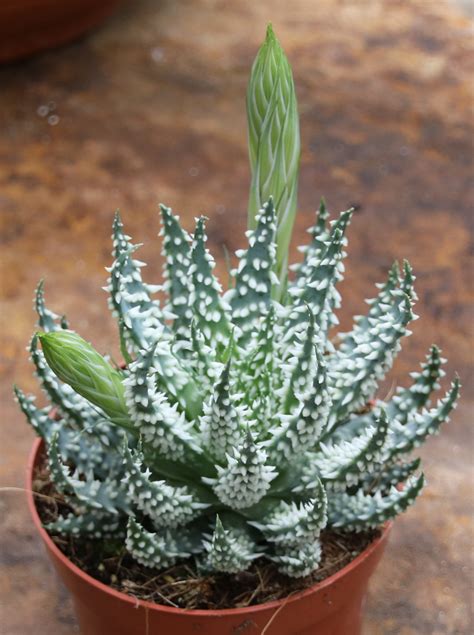 Aloe Humilis X Pratensis