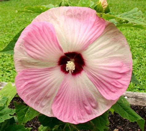 Hardy Hibiscus in the Hibiscus forum - Garden.org