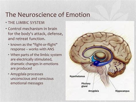 PPT - EMOTIONS Emotion Theories PowerPoint Presentation, free download ...