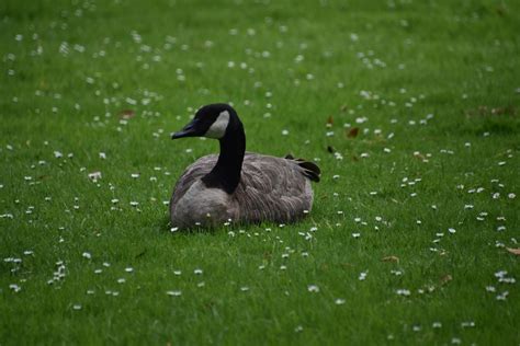 Canadian Goose Free Stock Photo - Public Domain Pictures