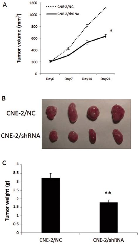 Knockdown Of HPSE In The CNE 2 Cells Retards Tumorigenicity In Nude