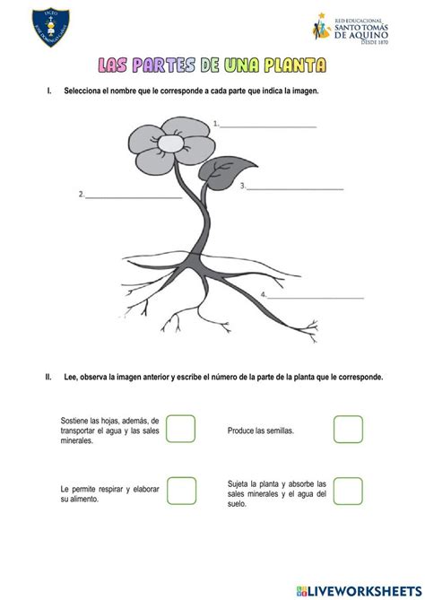 Las partes de una planta interactive activity | Live Worksheets 