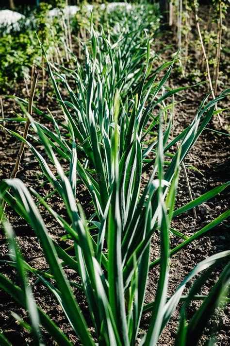 Plantación De Ajo Cultivado Orgánicamente En El Jardín Imagen de