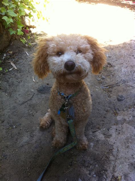 Copper This Bichpoo Loves To Go Exploring On The Trails Tiere