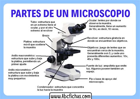 Estructura Y Partes De Un Microscopio