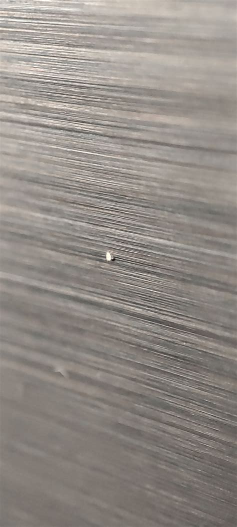 Tiny white bugs in my house : r/insects