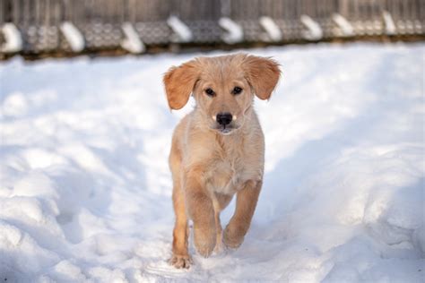 Golden Retriever Puppy's Training for Snow Patrol Is Too Cute