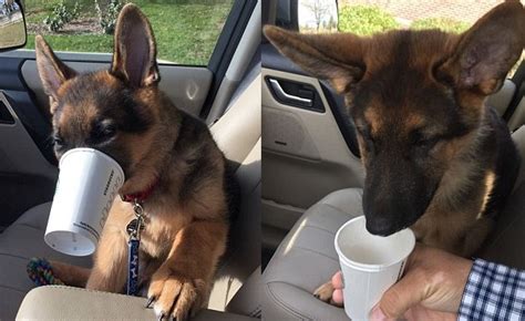 Charmanter Verkoster Der Besitzer Beschloss Seinem Hund Ein