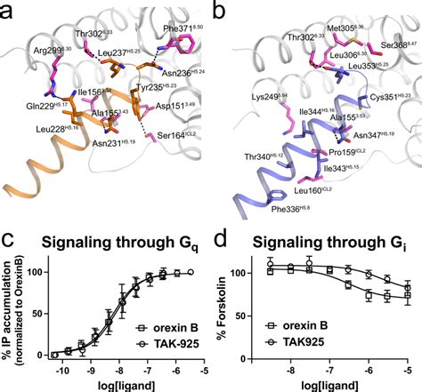 Interfaces Of Ox R G Protein Complexes And Activation Of Gi And Gq A