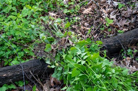 Weed Workday At Lake View Hill Pulling Garlic Mustard At L Flickr