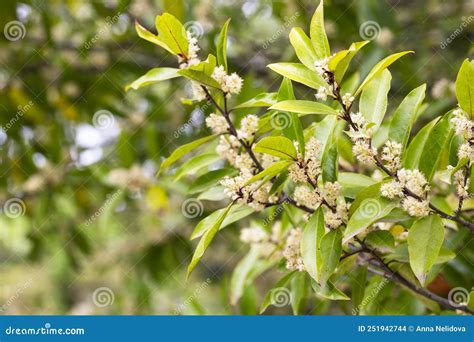 Cherry Laurel or Common Laurel Prunus Laurocerasus, Laurocerasus Officinalis Flowers and Leaves ...