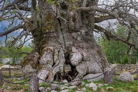 Stämmig Bilder – Durchsuchen 270 Archivfotos, Vektorgrafiken und Videos ...
