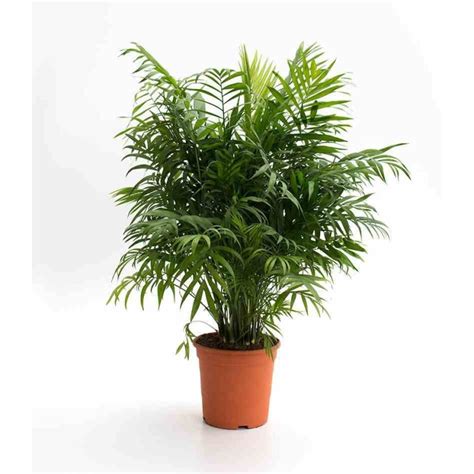 Chamaedorea elegans Chamédorée Palmier de Montagne Pot de 0 5 litre