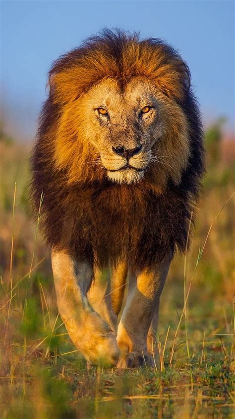 Top 999 Angry Lion Images Amazing Collection Angry Lion Images Full 4K