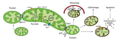 | Mitochondrial dynamics and function regulate cellular energy ... 