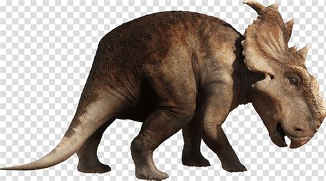 Pachyrhinosaurus Vs Gorgosaurus